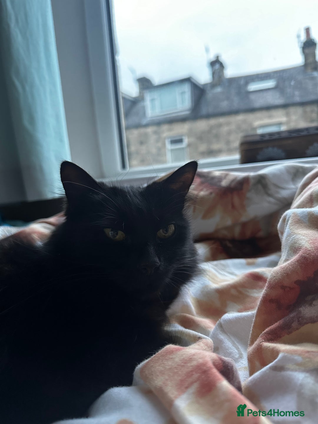British Longhair cats for sale: Millie, free, longhaired, 9yrs old,  - Image 4