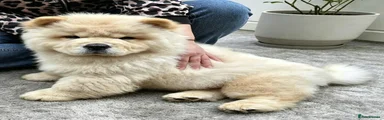 Chow Chow 1