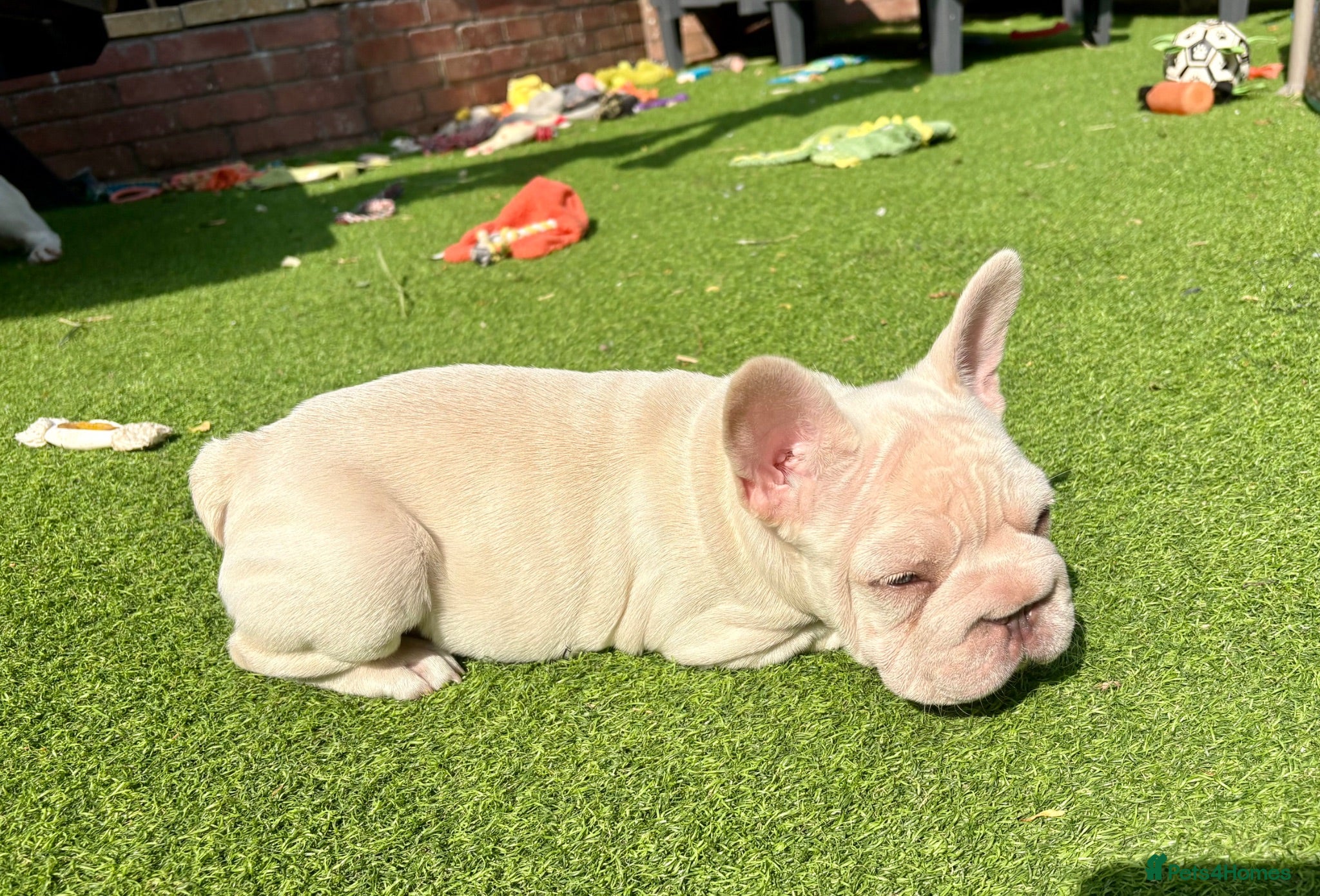 French Bulldog dogs She was my keeper. STUNNING French Bulldog Girl - Advert 13
