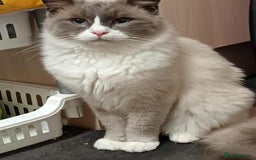 Ragdoll cats for sale: 2 Ragdoll Kittens " Adult Ragdolls 1 Bengal - Image 4