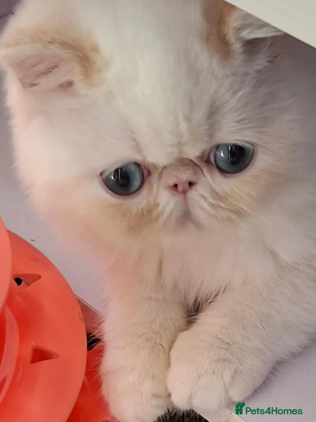 Exotic cats for sale:  SUPER FRIENDLY colour point Exotic  Males - Advert 1