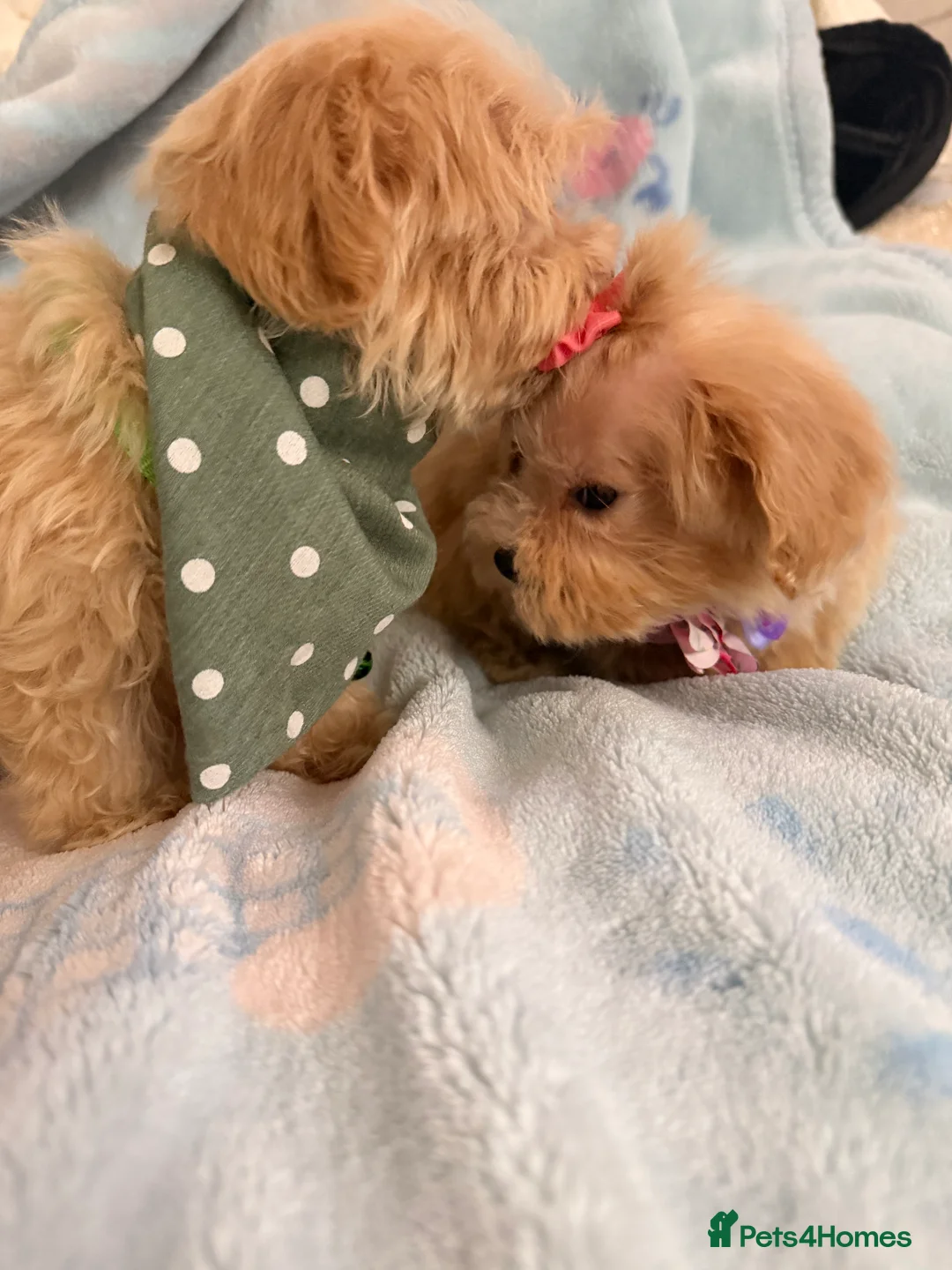 Maltipoo dogs for sale:  F1 Maltipoo puppies  - Advert 16