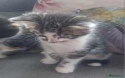Mixed Breed cats for sale: 5 beautiful kittens 4 female 1 male - Image 12