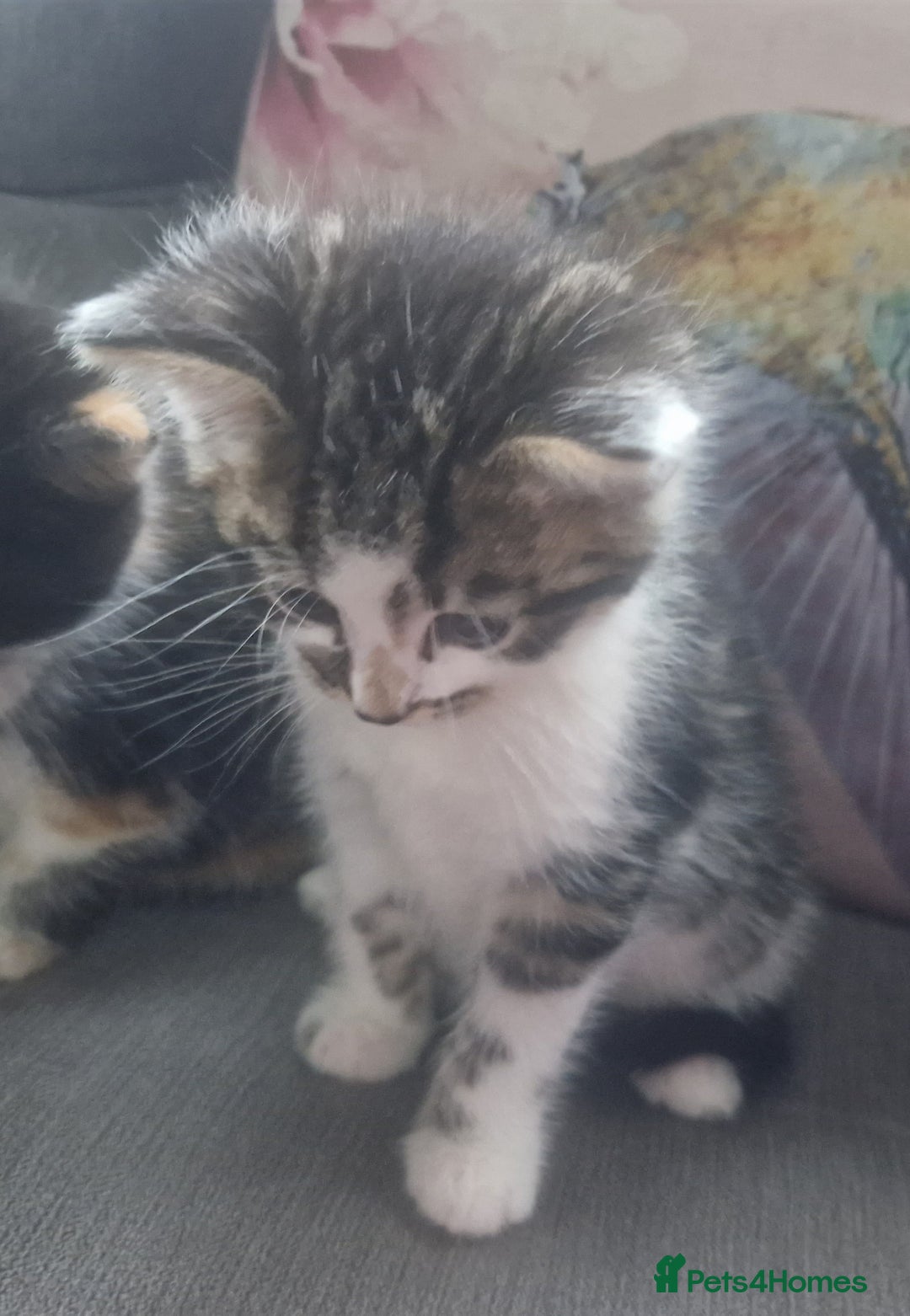 Mixed Breed cats for sale: 5 beautiful kittens 4 female 1 male - Image 12