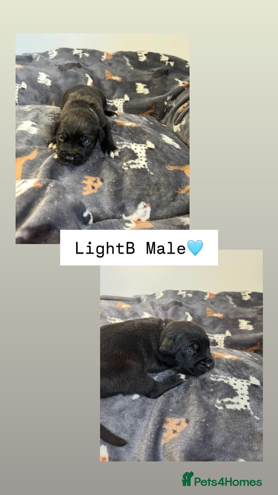 Mixed Breed dogs for sale: Stunning mastiff pups🐾 - Image 6