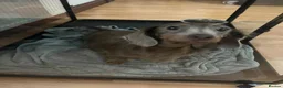 Dachshund dogs for sale: 3 kc Miniature daschunds Puppys  - Advert 3