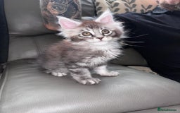 Maine Coon cats for sale: 1 beautiful Male kitten left - Image 18