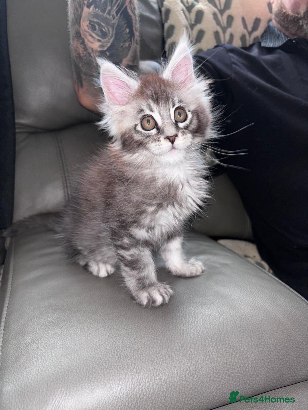 Maine Coon cats for sale: 1 beautiful Male kitten left - Image 18