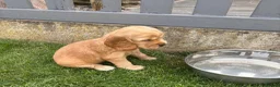 Cocker Spaniel dogs for sale: Kc reg Cocker Spaniel puppies - Advert 4
