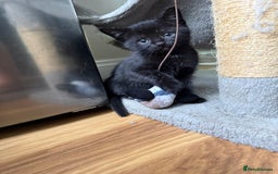 Mixed Breed cats for sale: Kittens for sale  - Image 2