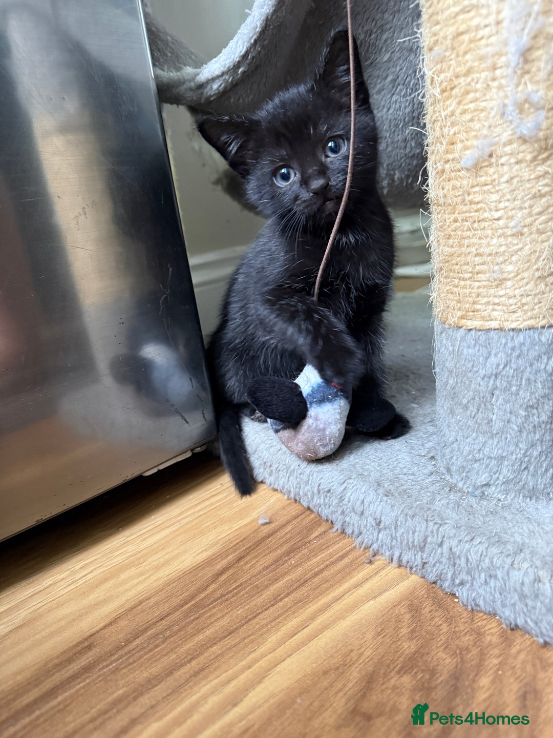 Mixed Breed cats for sale: Kittens for sale  - Image 2