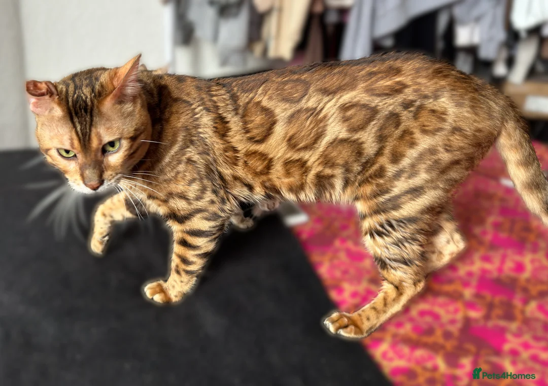 Bengal cats for stud: Beautiful bengal stud⭐️ - Advert 4