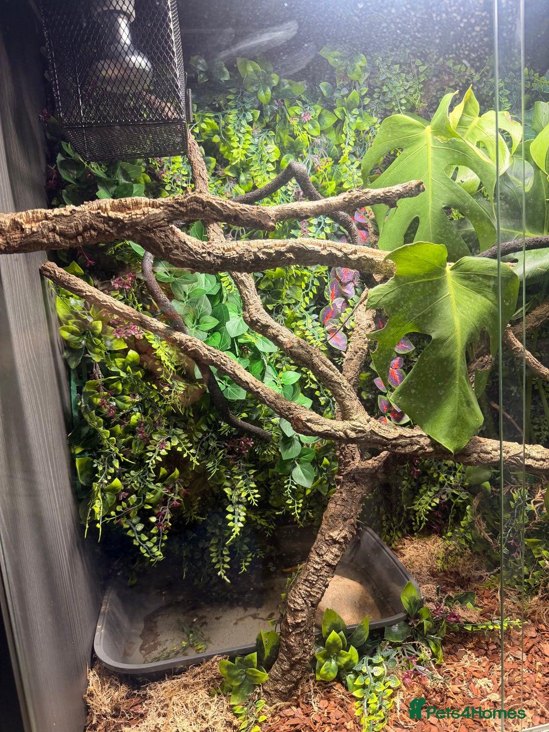 Lizard reptiles for sale: Chinese water Dragon and complete set up for sale - Advert 6