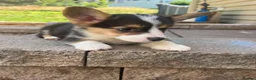 Welsh Corgi Pembroke dogs for sale: Qualifed Pembroke Welsh Corgi puppies in Liverpool - Advert 5