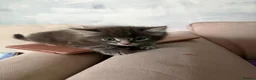 Domestic Shorthair cats for sale: One male kitten  - Advert 13