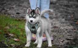 Pomsky dogs for sale: Perfect blue eyed F3 male Pomsky puppy - Advert 13