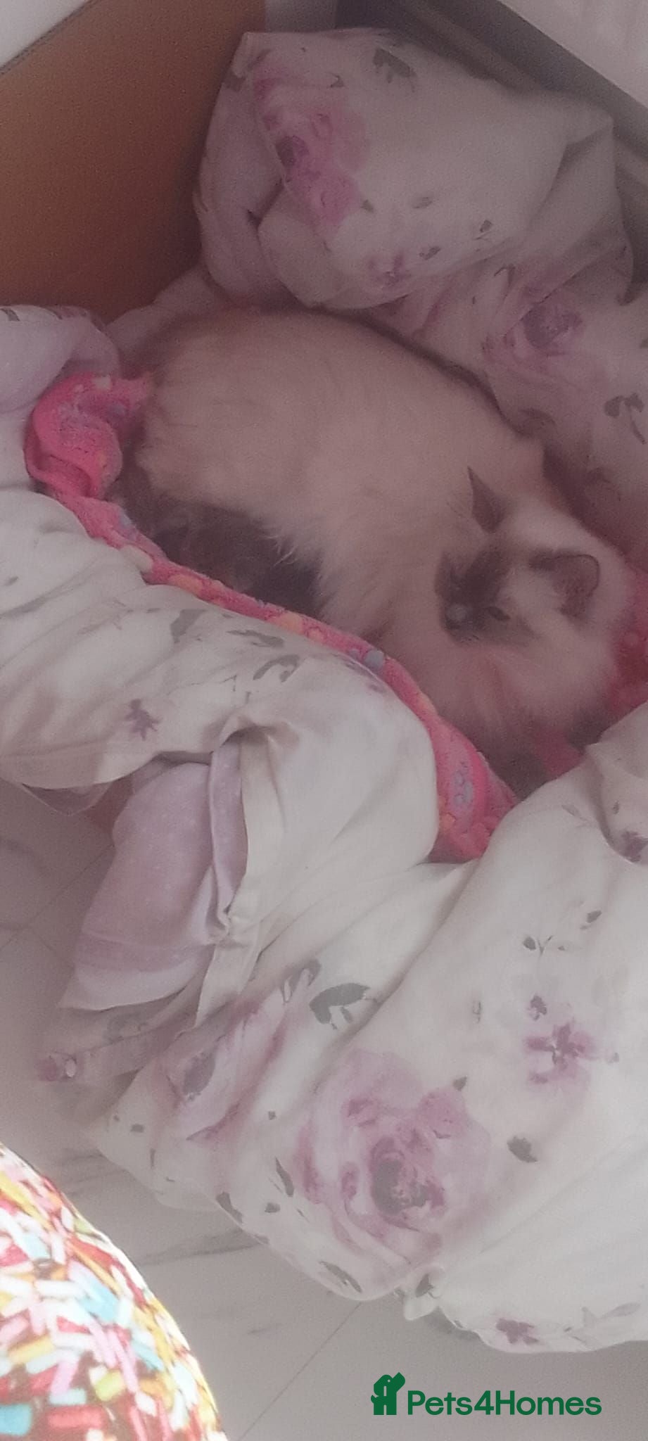 Mixed Breed cats Mixed persain and ragdoll kittens for sale,  - Advert 18