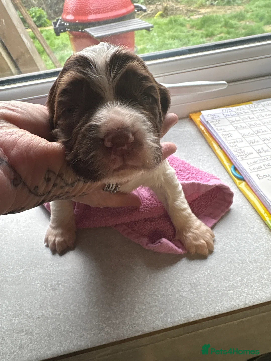 English Springer Spaniel dogs for sale: KC SPRINGER SPANIEL PUPS - Advert 2