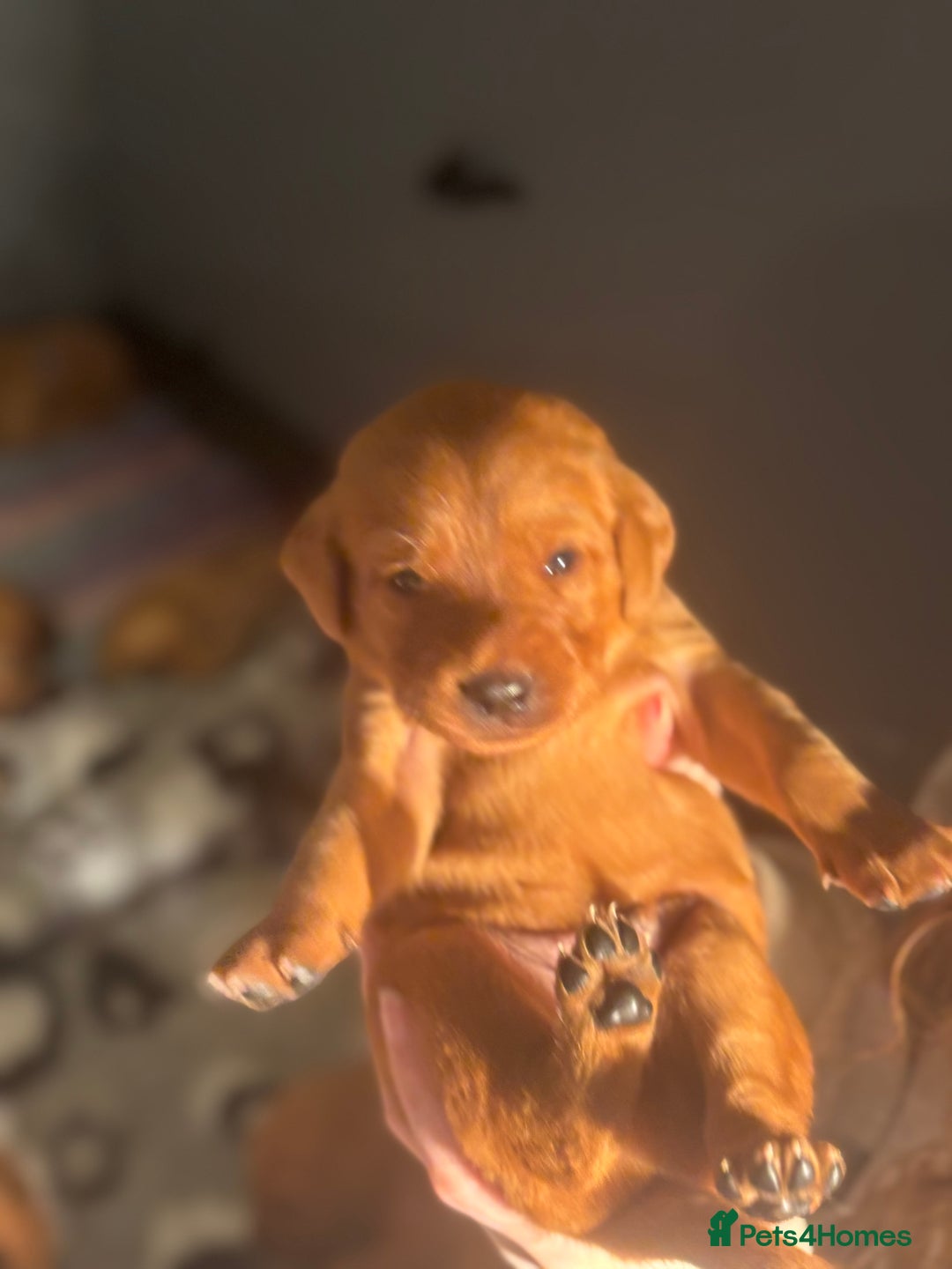 Labrador Retriever dogs for sale: Extensively Health tested Red fox Labradors 🧡 - Advert 2