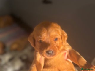 Labrador Retriever dogs Extensively Health tested Red fox Labradors 🧡 - Advert 11