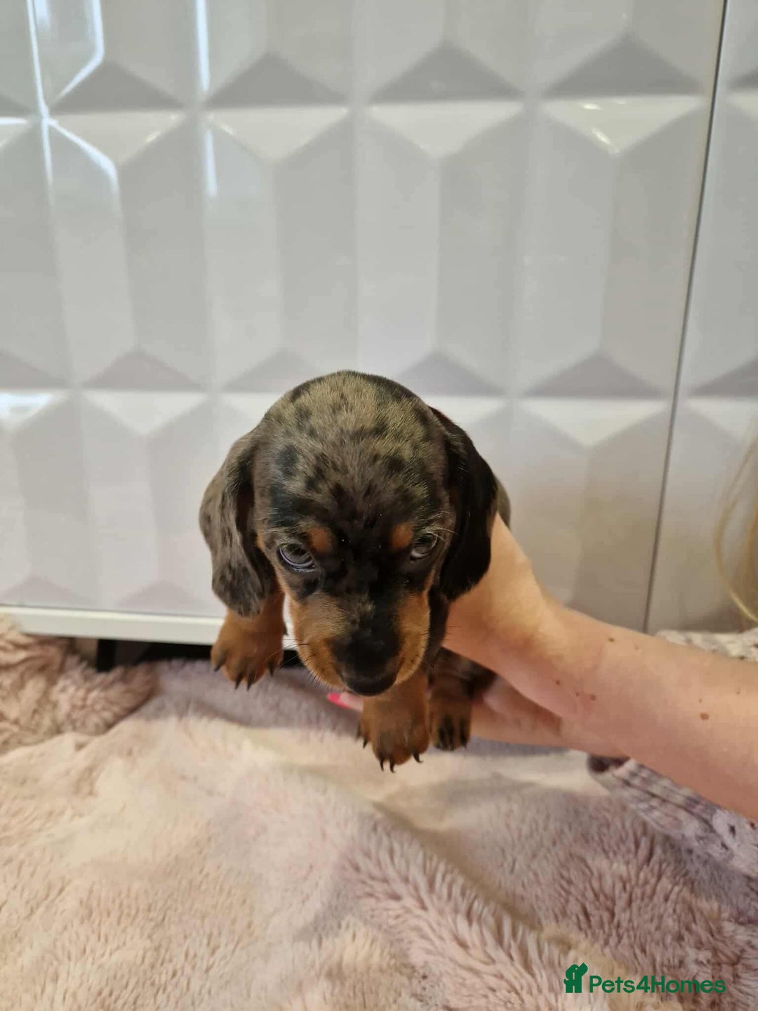 Miniature Dachshund dogs for sale: Only 4 left! Adorable Mini Dachshund Puppies 🐾🐶 - Image 24