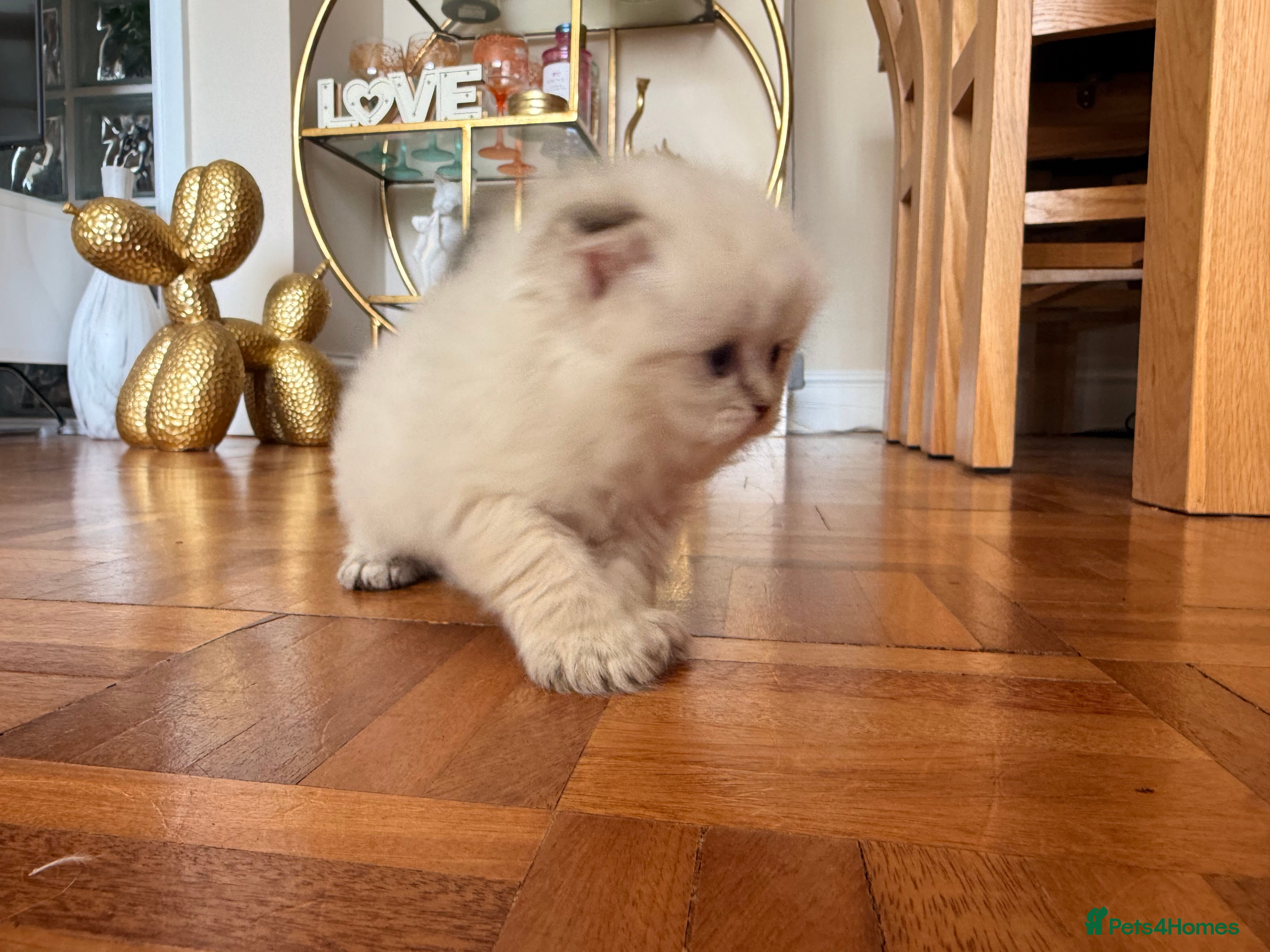British Longhair cats for sale: Beautiful rainbow litter now available to reserve - Advert 30