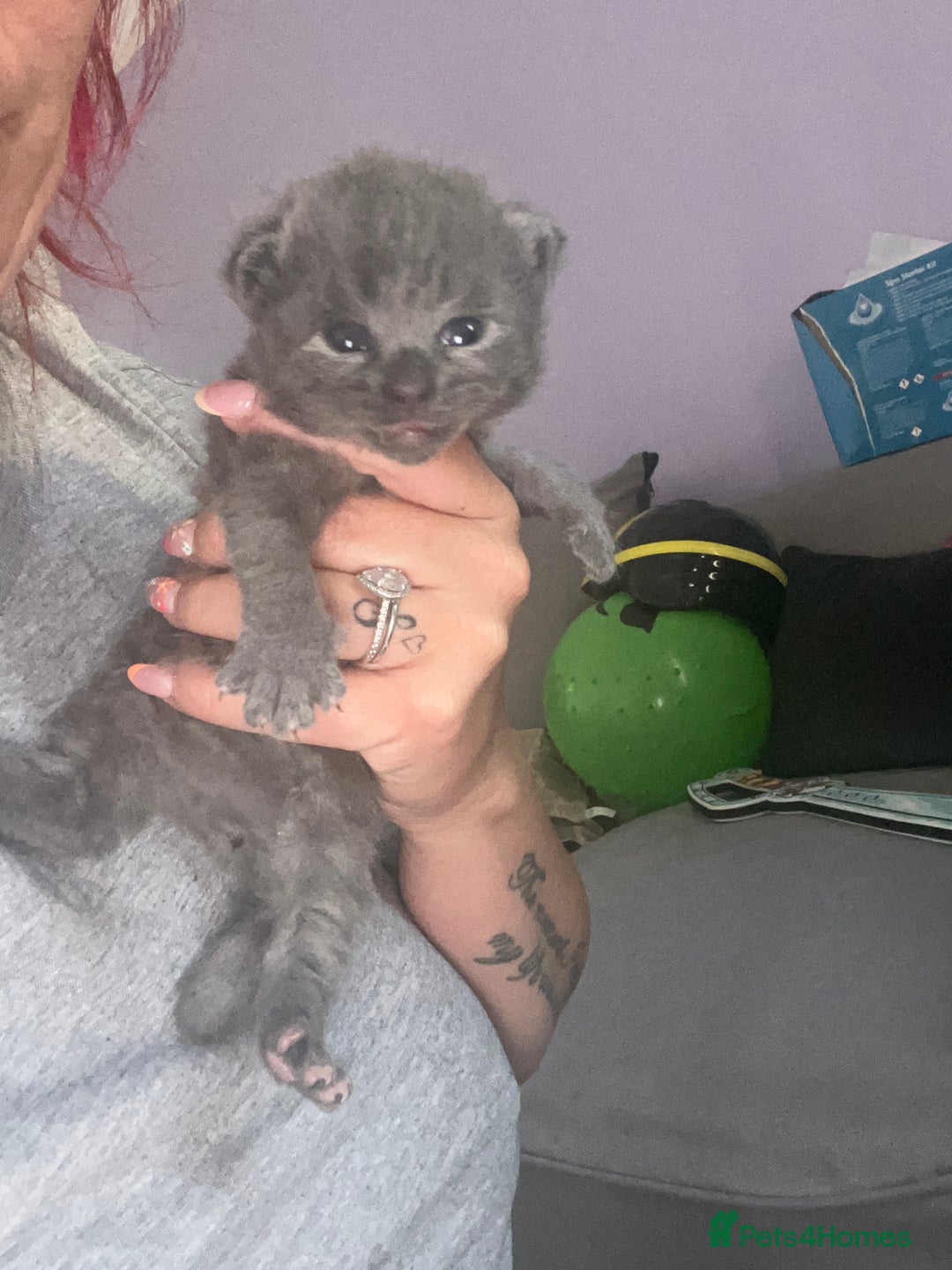 Mixed Breed cats for sale: Beautiful grey kittens  - Image 3