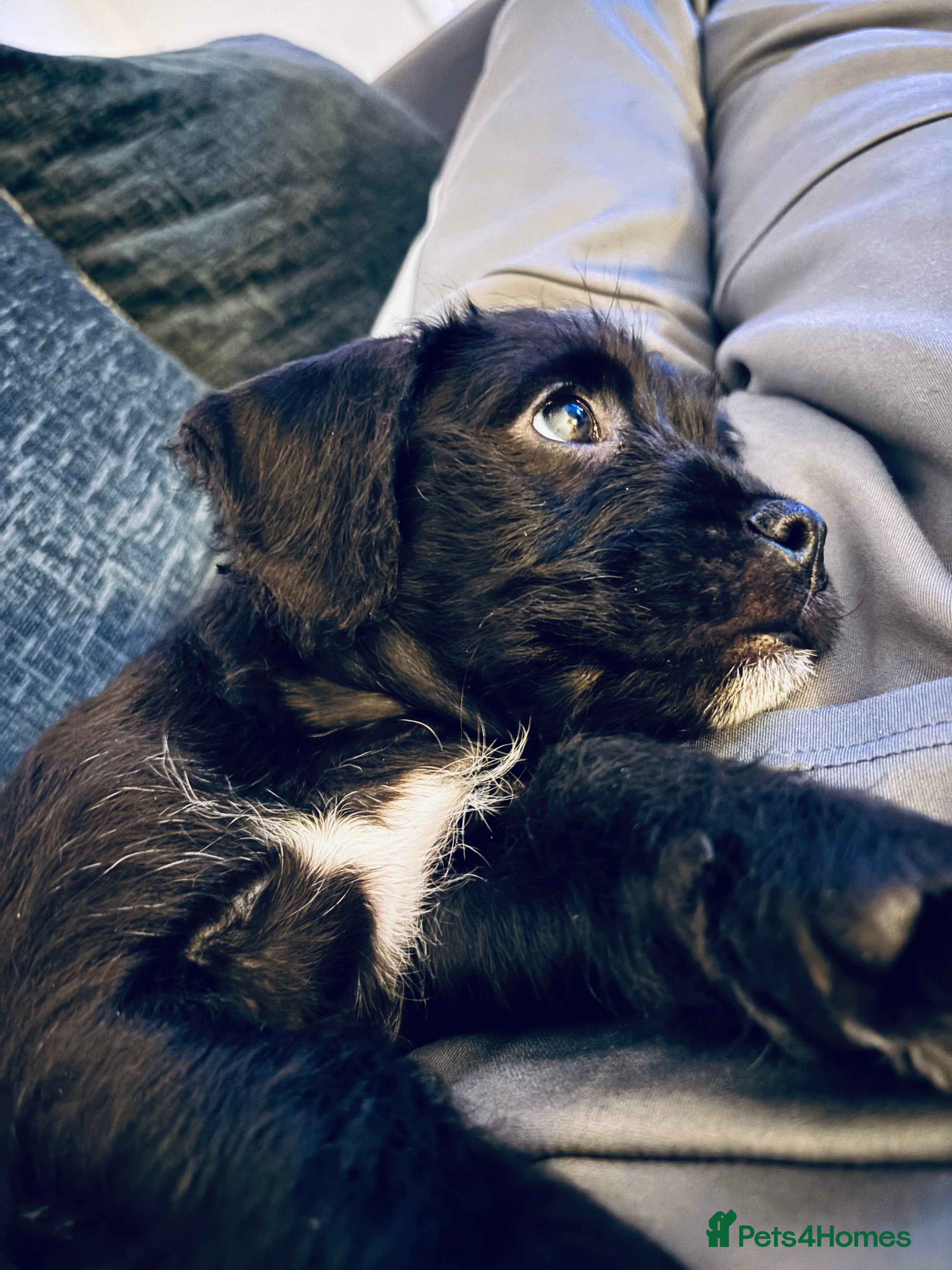 Mixed Breed dogs 💚❤️ READY TO LEAVE NOW ❤️💚 - Advert 6