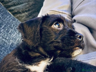 Mixed Breed dogs 💚❤️ READY TO LEAVE NOW ❤️💚 - Advert 6