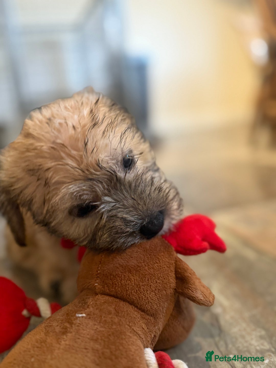 Glen of Imaal Terrier dogs for sale: Glen of Imaal terrier puppies - Advert 26
