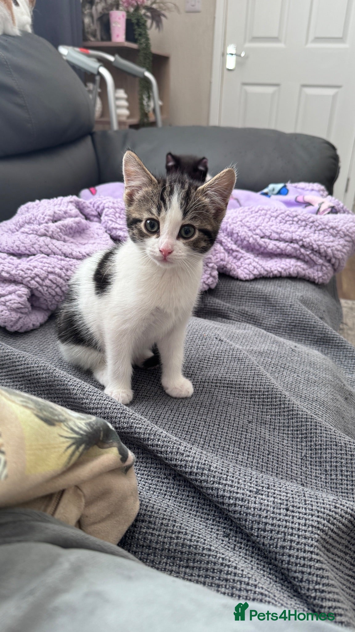 Domestic Shorthair cats Female kitten - Advert 7