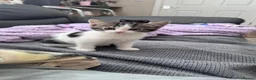 Domestic Shorthair cats for sale: Female kitten - Advert 1