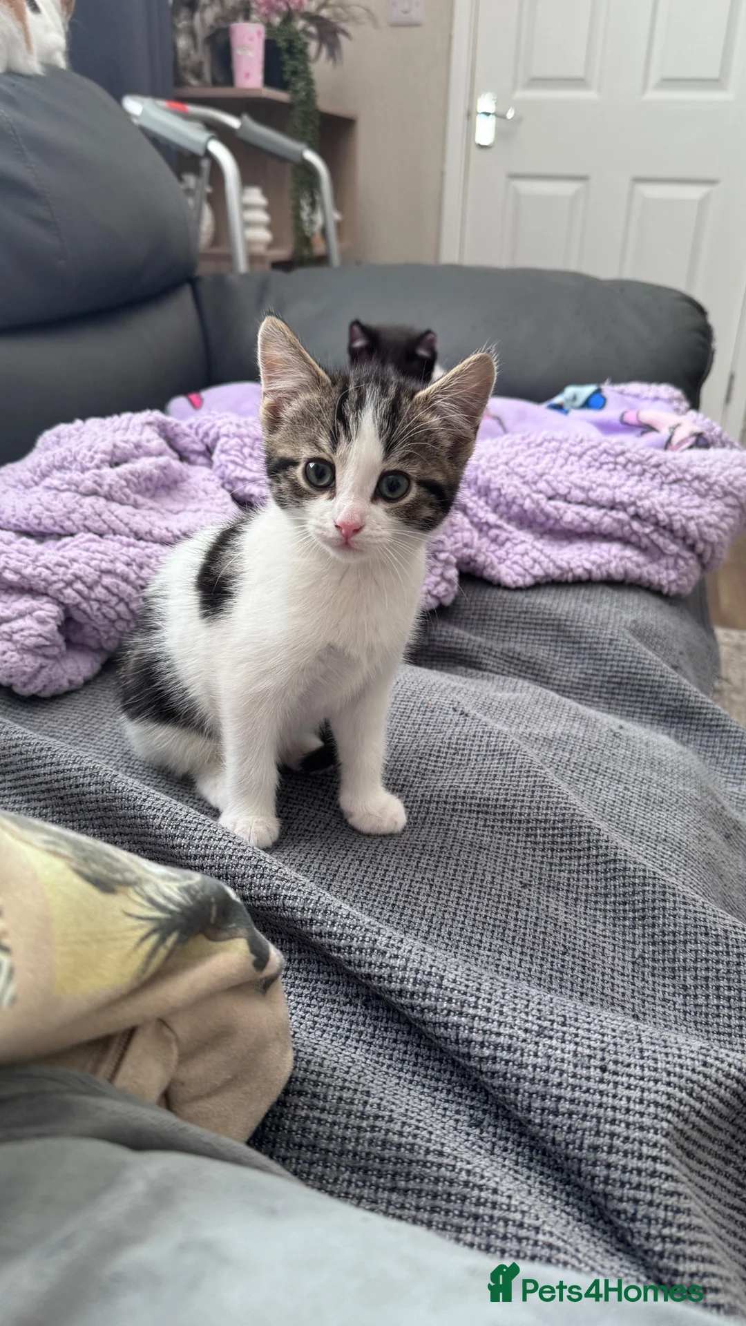 Domestic Shorthair cats for sale: Female kitten - Advert 1