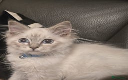 Ragdoll cats for sale: Ragdoll 6 months old - Image 2