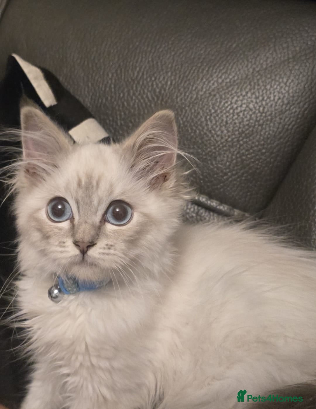 Ragdoll cats for sale: Ragdoll 6 months old - Image 2