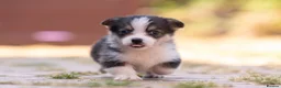 Welsh Corgi Pembroke dogs for sale: Show quality Pembrokeshire corgi READY NOW!!! - Advert 34