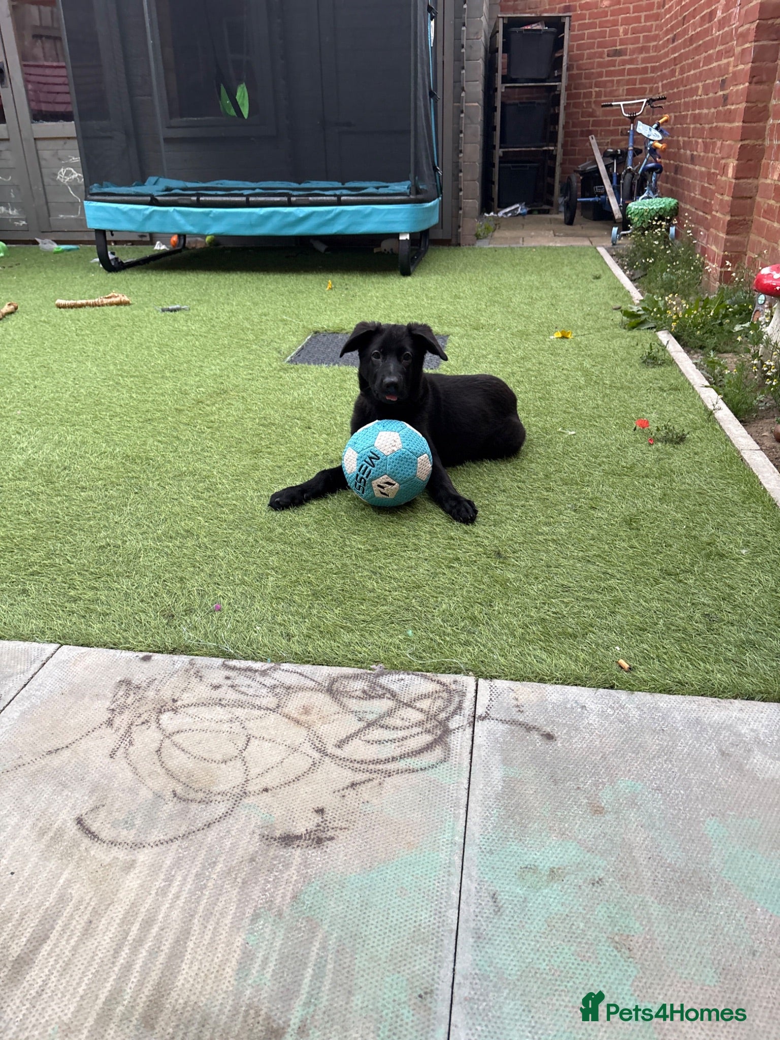German Shepherd dogs Poppy - Advert 13