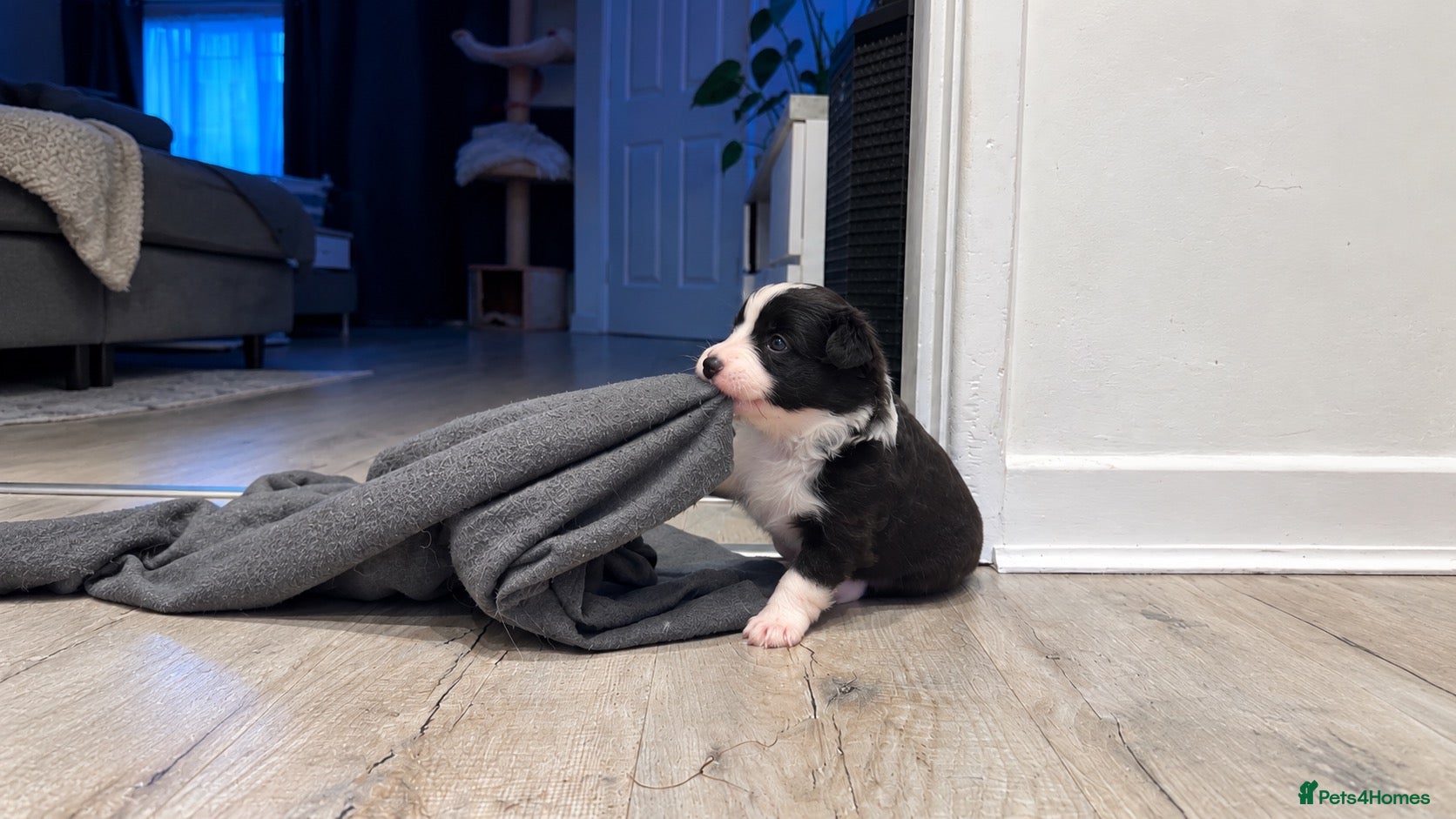 Border Collie dogs for sale: Beautiful Border Collie Puppies-KC Registered - Advert 2