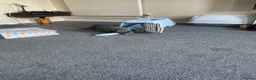 Russian Blue cats for sale: Russian Blue Boy 13 weeks old in Crowborough - Advert 3