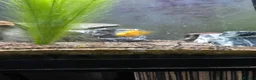 Cichlids fish for sale: Blood parrots and polar parrot fish - Advert 3