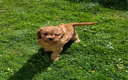 Cavapoo dogs for sale: Ready soon, TOY F1 RED CAVAPOOS DNA CLEAR - Image 11