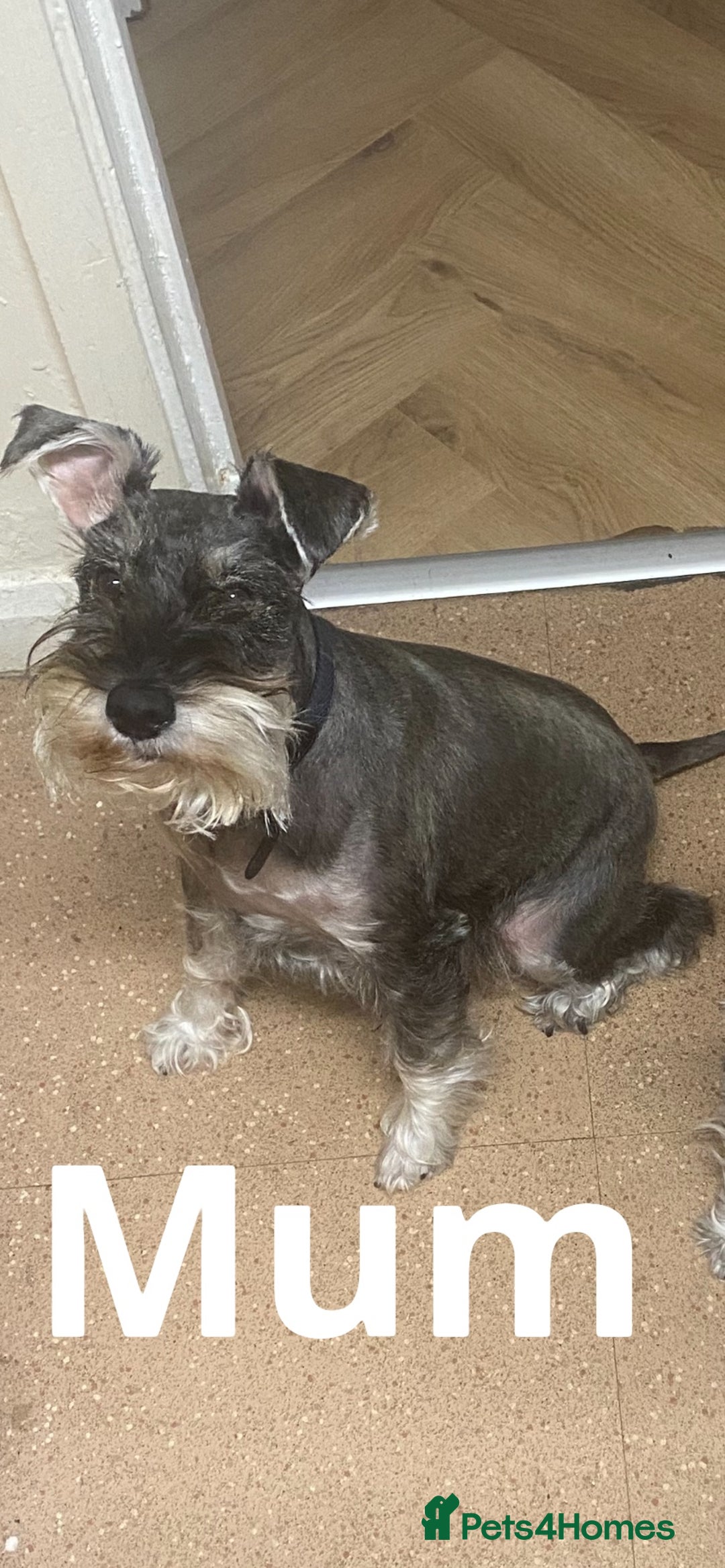 Miniature Schnauzer dogs for sale: ✨ Eight Stunning Puppies Now Available! ✨ - Advert 2