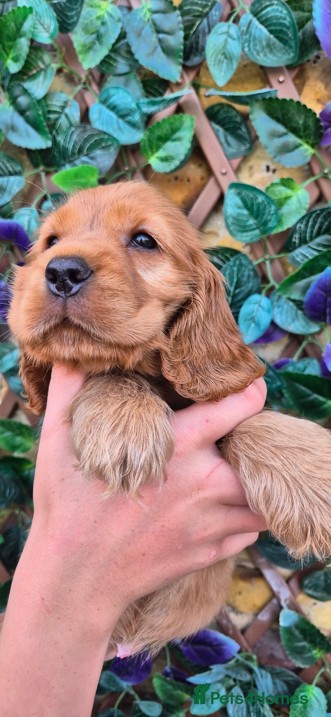 Cocker Spaniel dogs for sale: SUPERB SHOW TYPE COCKER SPANIEL PUPPIES  - Image 4