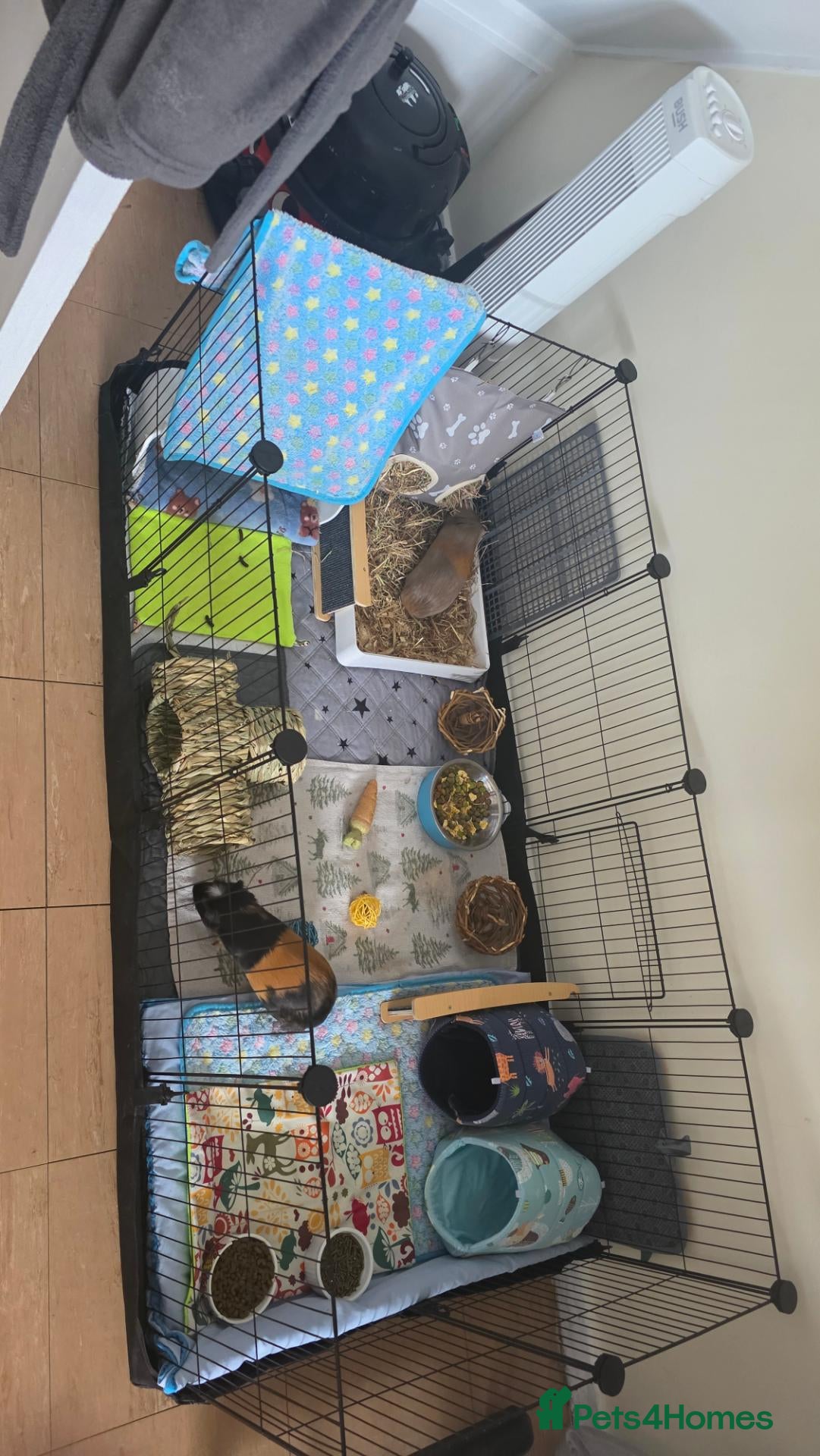 Guinea Pig rodents Two Male Guinea Pigs Looking for a Loving New Home - Advert 1