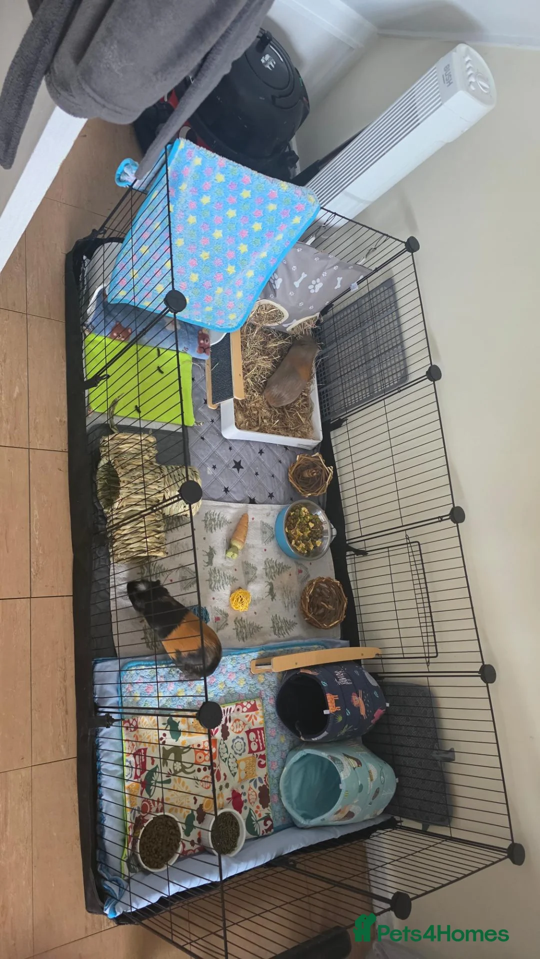 Guinea Pig rodents for sale: Two Male Guinea Pigs Looking for a Loving New Home - Advert 1