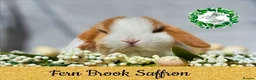Mini Lop rabbits for sale: Vaccinated Miniature Lops  - Advert 3