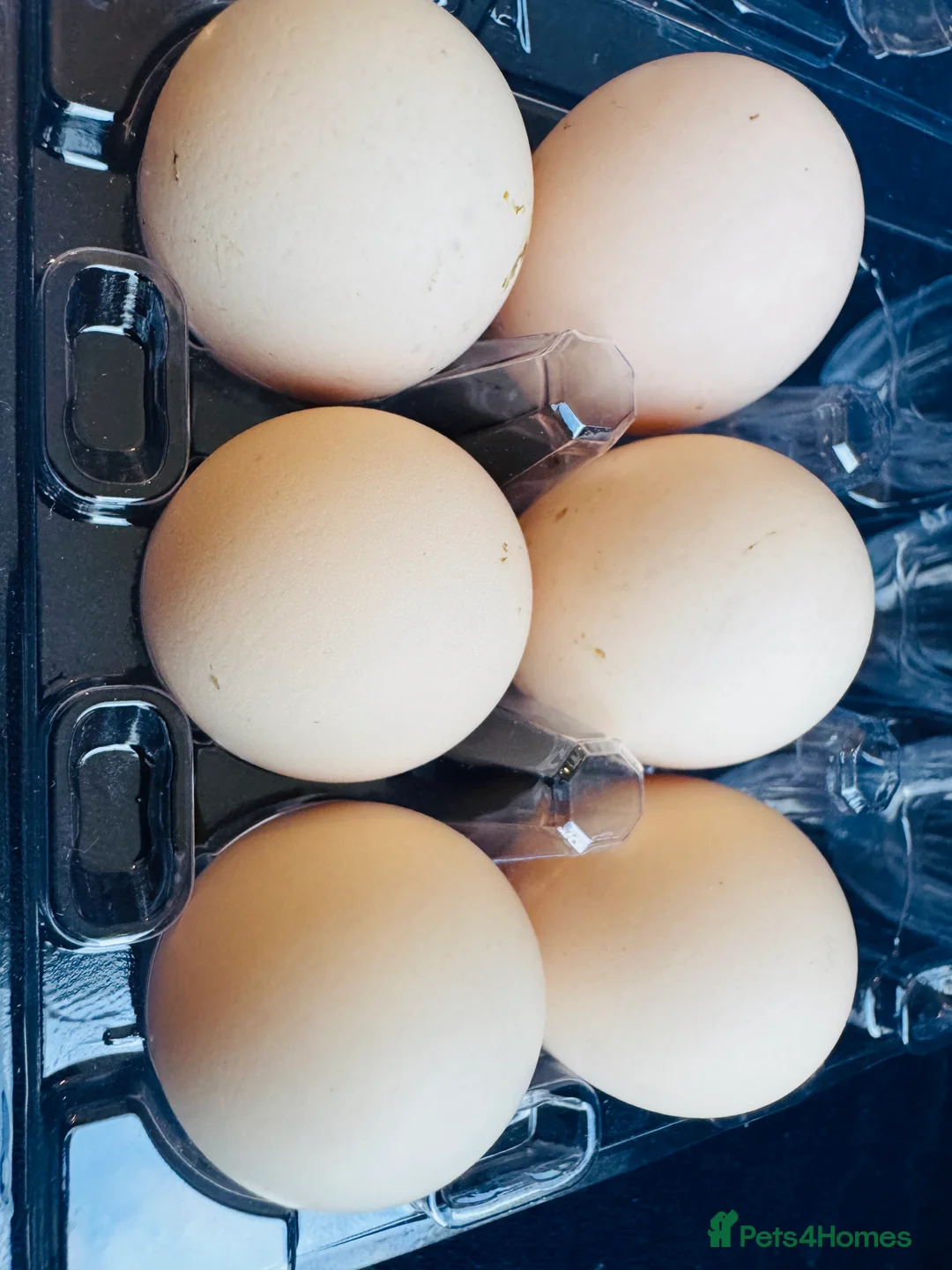 Chickens poultry for sale: Malaysian Serama fresh hatching eggs  - Advert 5