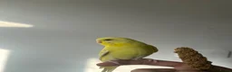 Budgerigars birds for sale: 4 budgies in London - Advert 6