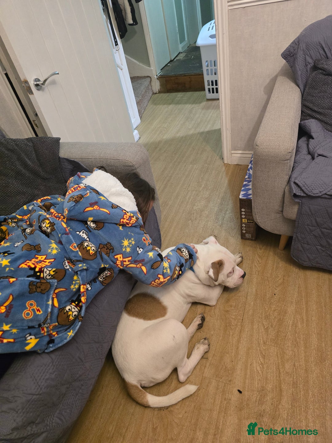 Mixed Breed dogs for sale: American staff - Advert 7