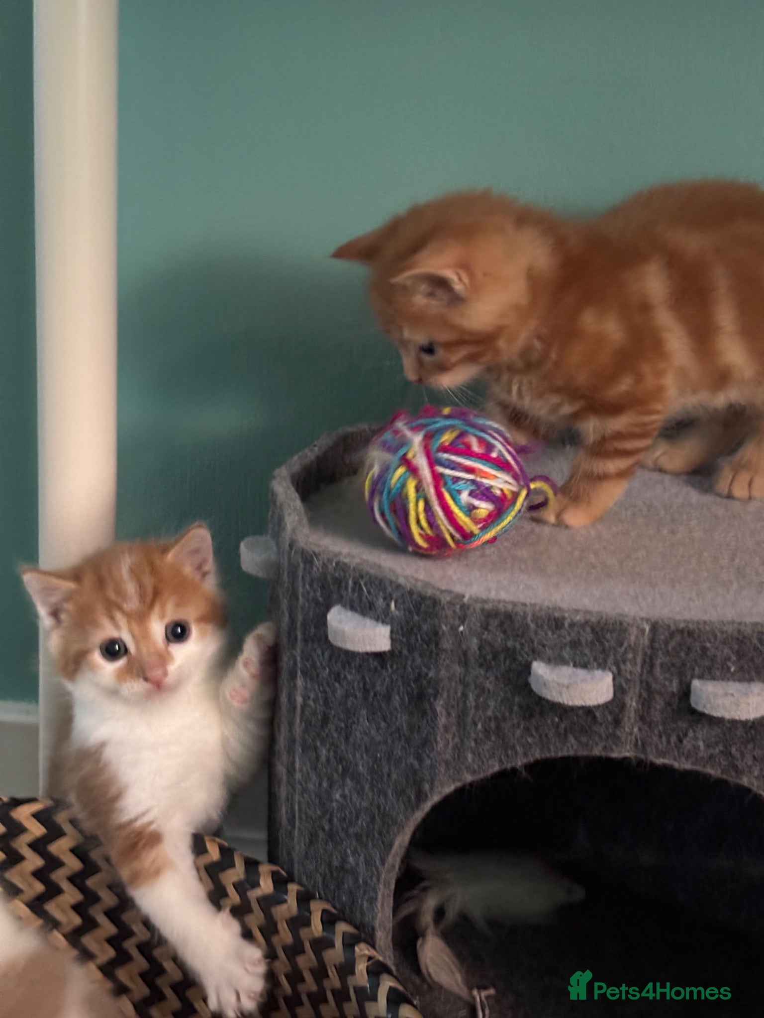 Maine Coon cats Beautiful Mix kittens - Advert 5